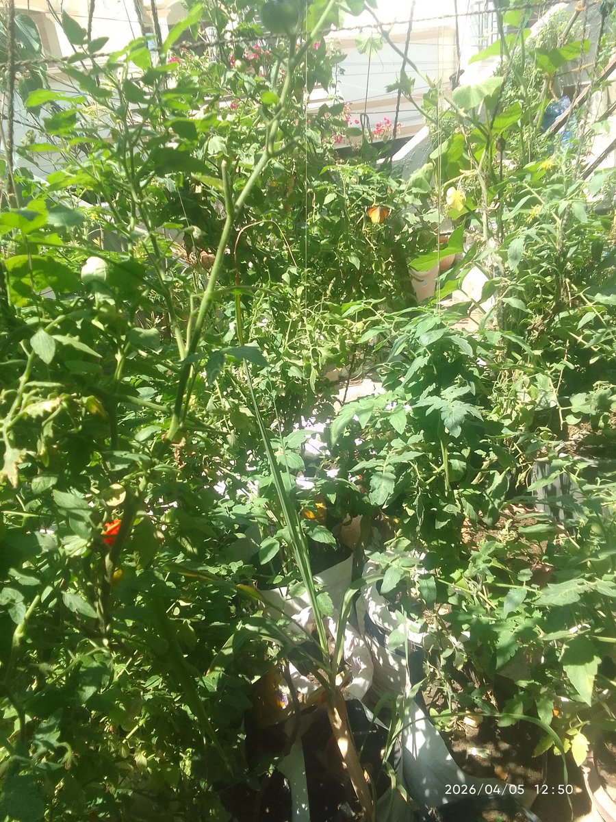 Anivesh Pant tweet media