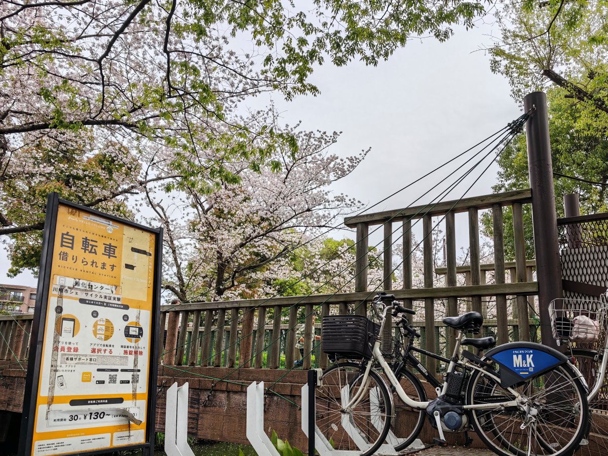 yuznote's tweet photo. 少し時間を取れたので、自転車を借りてお花見へ🚲
だいぶ散っているけれど、多少は残っていますね🌸

普段は自分の自転車で行く人も、桜の時季は混んでいるのでシェアサイクルで行く方が便利。自転車は返却して、身軽にお花見散歩しましょう #ハロー活 #桜 #二ヶ領用水 #川崎市緑化センター https://t.co/VFId2i8vFl