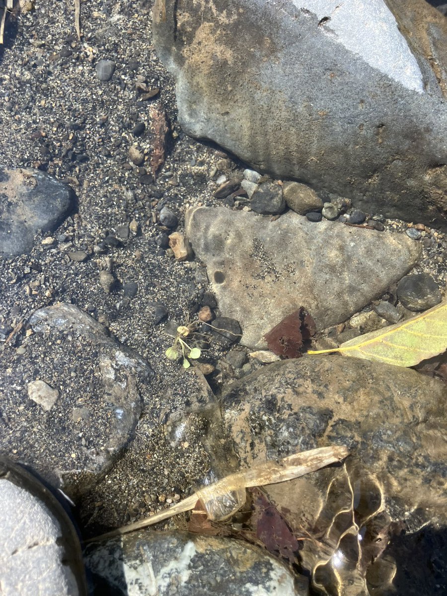 けるん tweet media