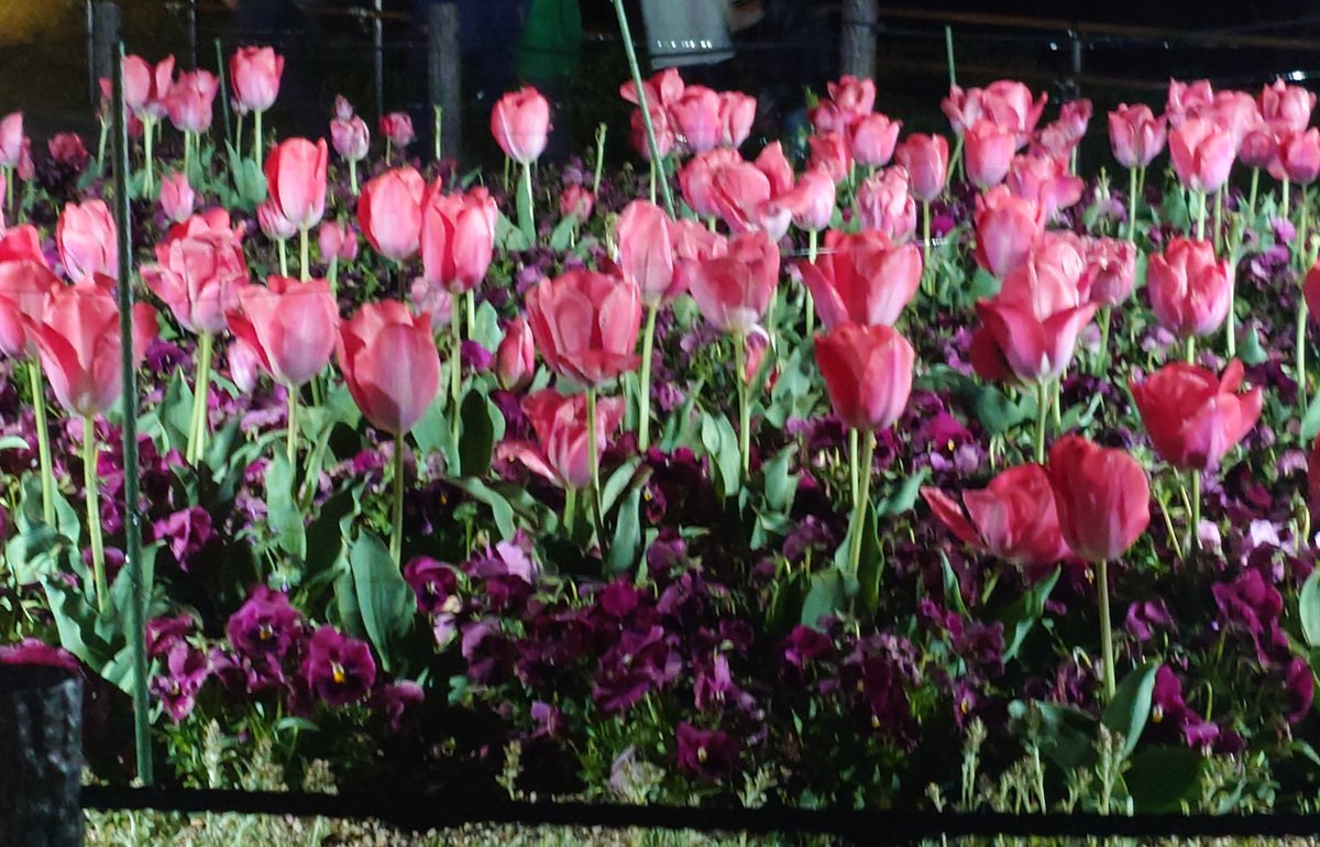 focaっ茶 (ふぉかっちゃ) tweet media