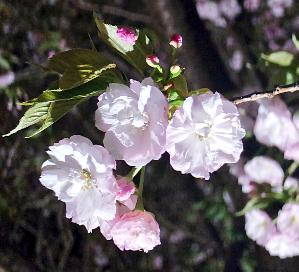 focaっ茶 (ふぉかっちゃ) tweet media