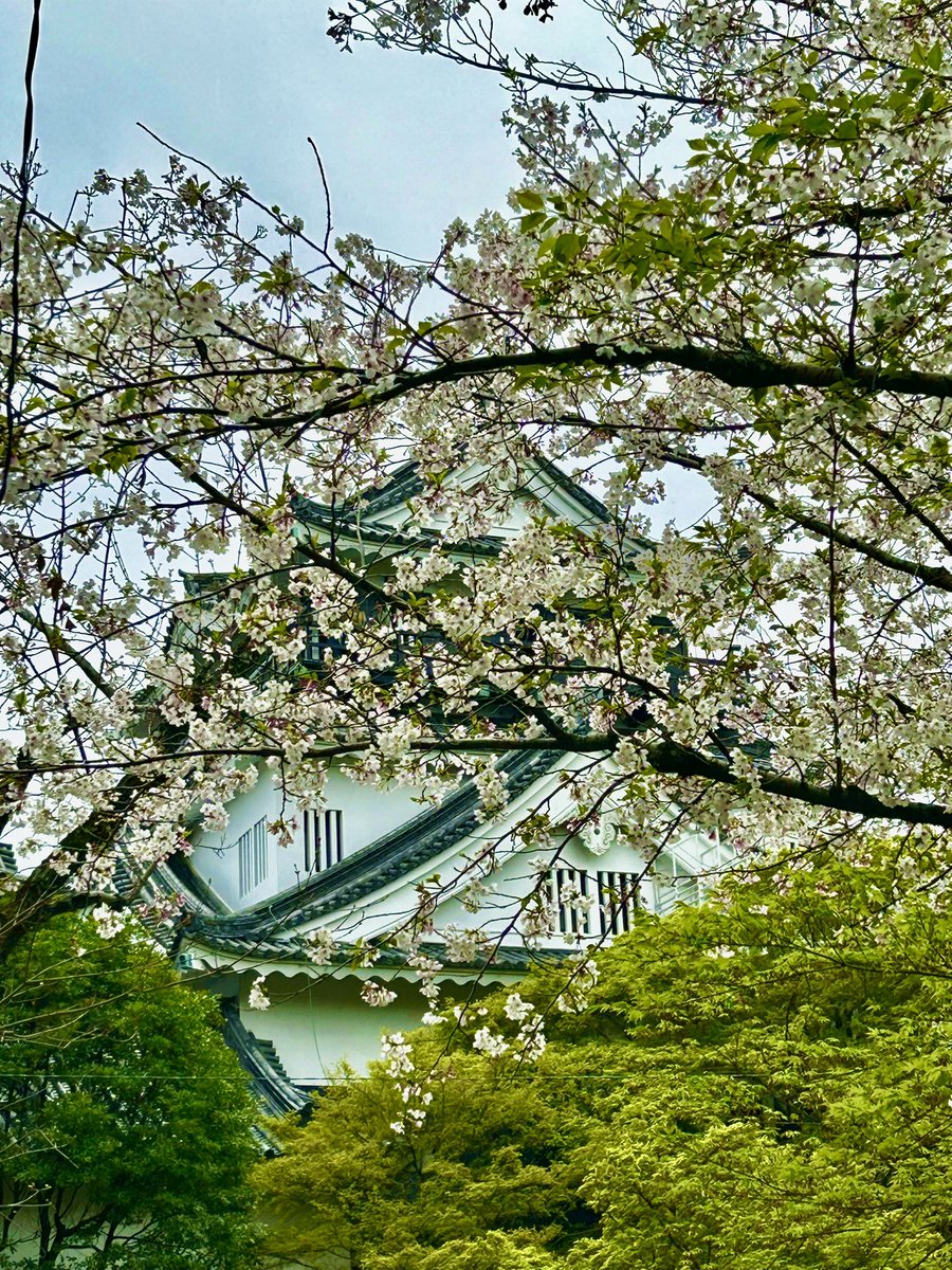 🌺椿紗奈🌺現おじょ🧝‍♀️エリシア役🎤4/26メイカーズピア tweet media