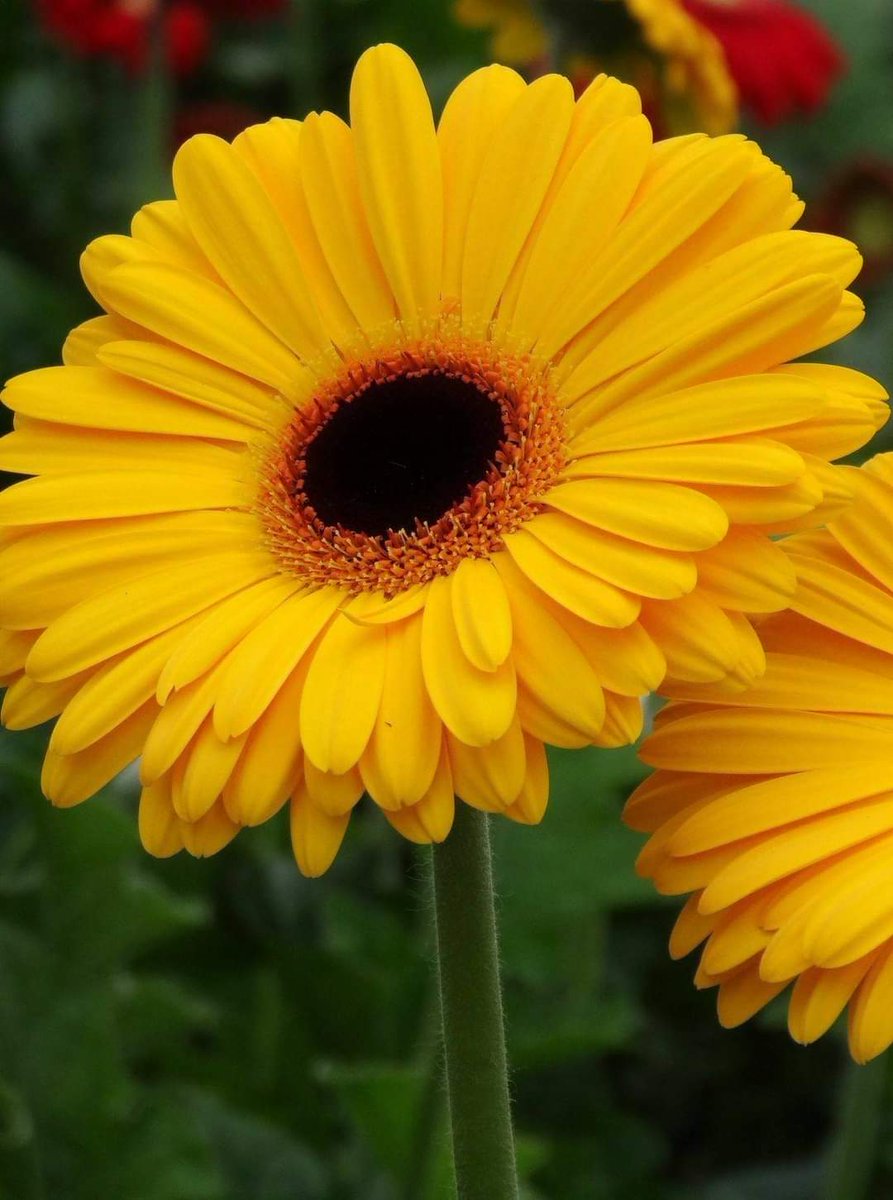 #عاشق_بحر_الخيال 🇵🇸🗝️ tweet media