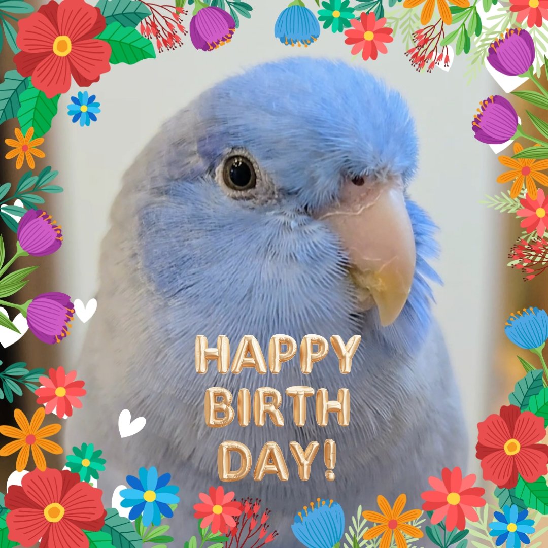 Mayucita⭐ tweet media