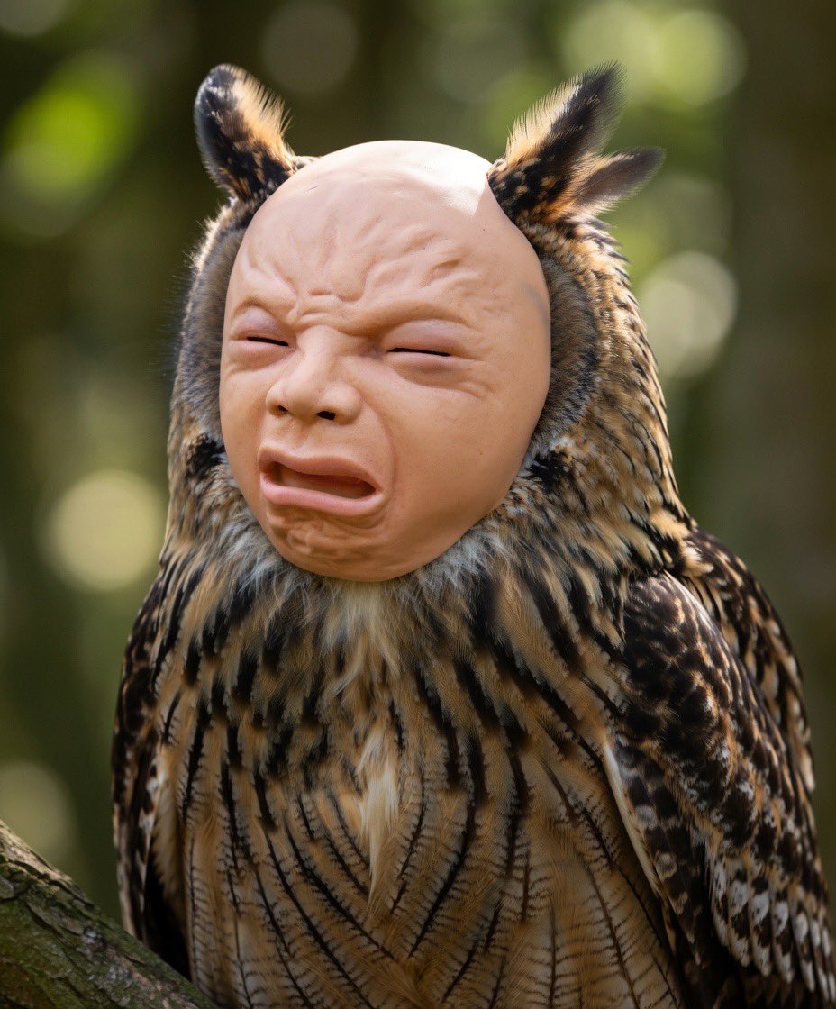 ﾀﾌﾞﾘﾝﾘﾝﾘﾝ(ง ˙˘˙ )ว🔔🎶 tweet media