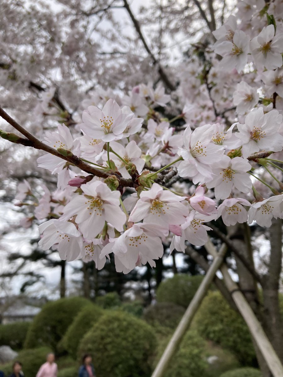 いっきん 🐷🍞 tweet media