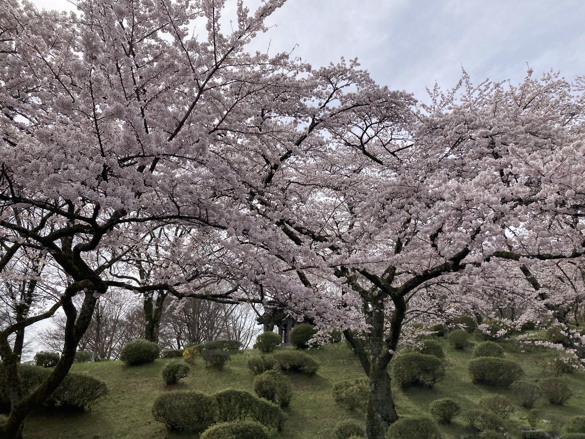 いっきん 🐷🍞 tweet media