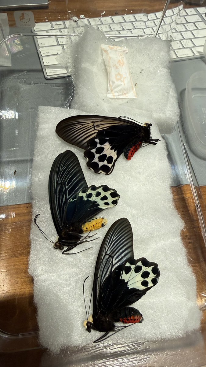 WMaraho's tweet photo. Try to relax these Atrophaneura with humid box https://t.co/azWRaiNi9E