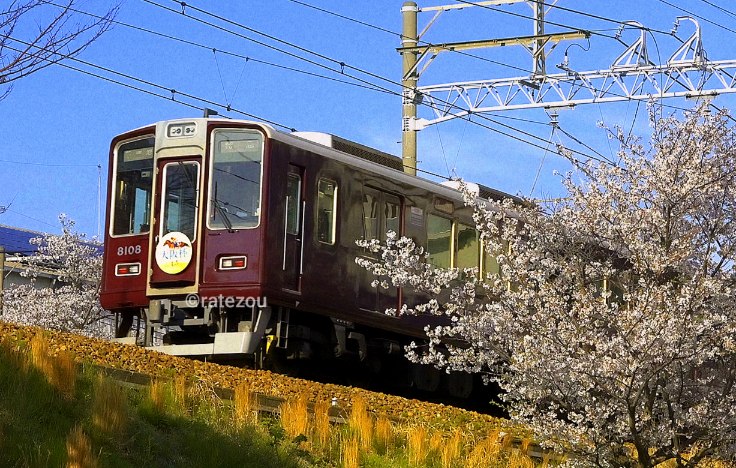 ラテ蔵 tweet media