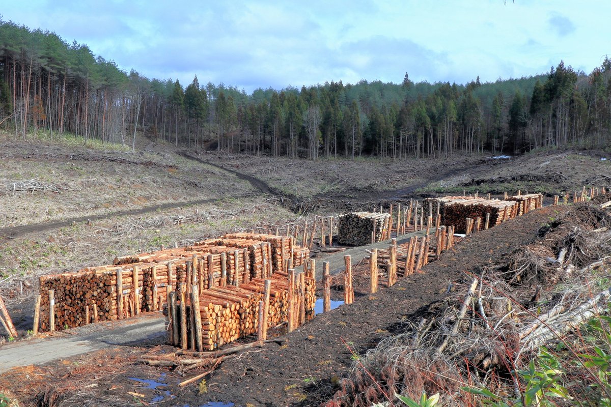 おしらべつ tweet media