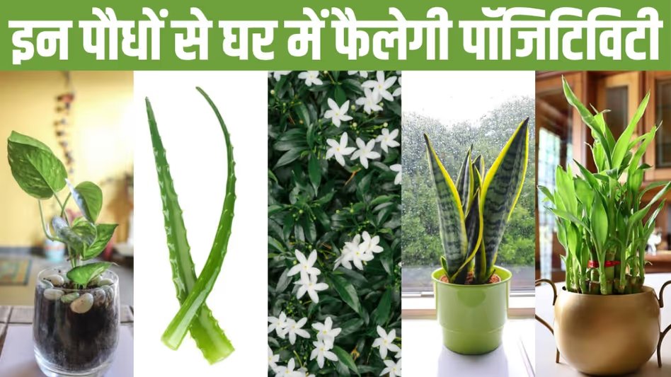 GoodNewsToday's tweet image. Vastu Tips For Plants: चाहते हैं घर से दूर रहे नेगेटिव एनर्जी, महसूस हो सुकून और शांति.. तो वास्तु के अनुसार लगाएं इन पौधों को

#Vastu #Plants #NegativeEnergy  

पूरी ख़बर : shorturl.at/XitqJ