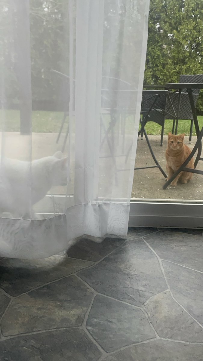 猫と衣食住 tweet media