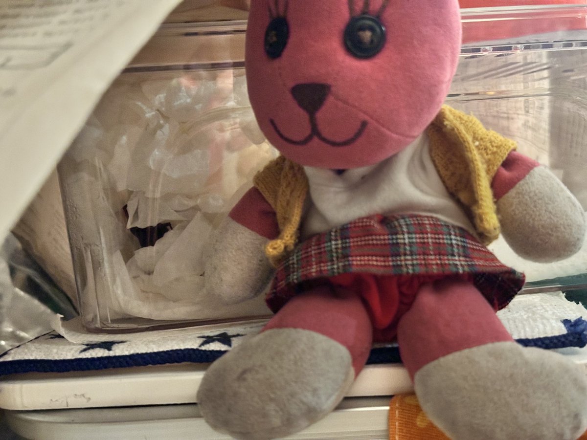 fukumiyarumi's tweet photo. Chinki has no appearance today! Where did she go?
by #Osekihan #Postpet #HappinessTeddyBear #PENTAXKS2 #Tokyo #PlushiePhotography #StagBeetle #Chinki https://t.co/cFgxk7Hdzl