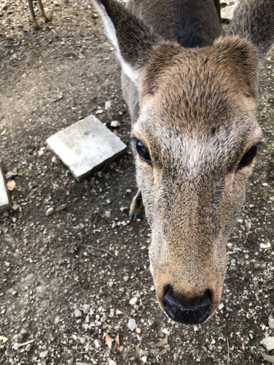 月輪寺【公式】 tweet media