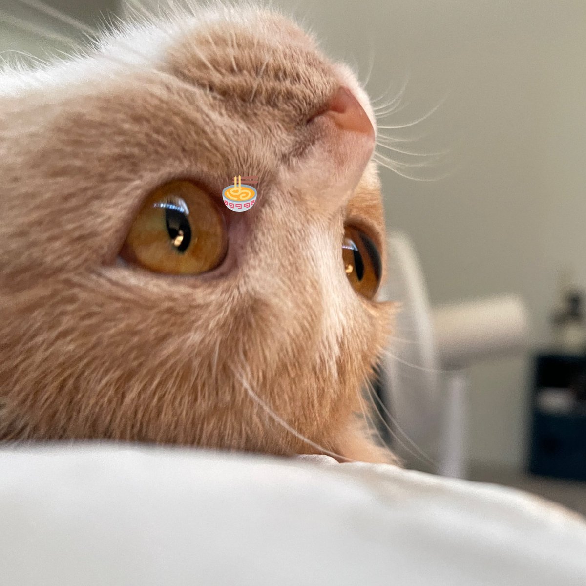 しいか tweet media