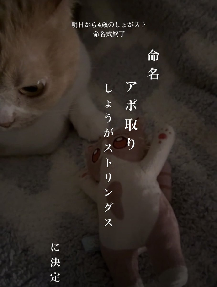 しいか tweet media