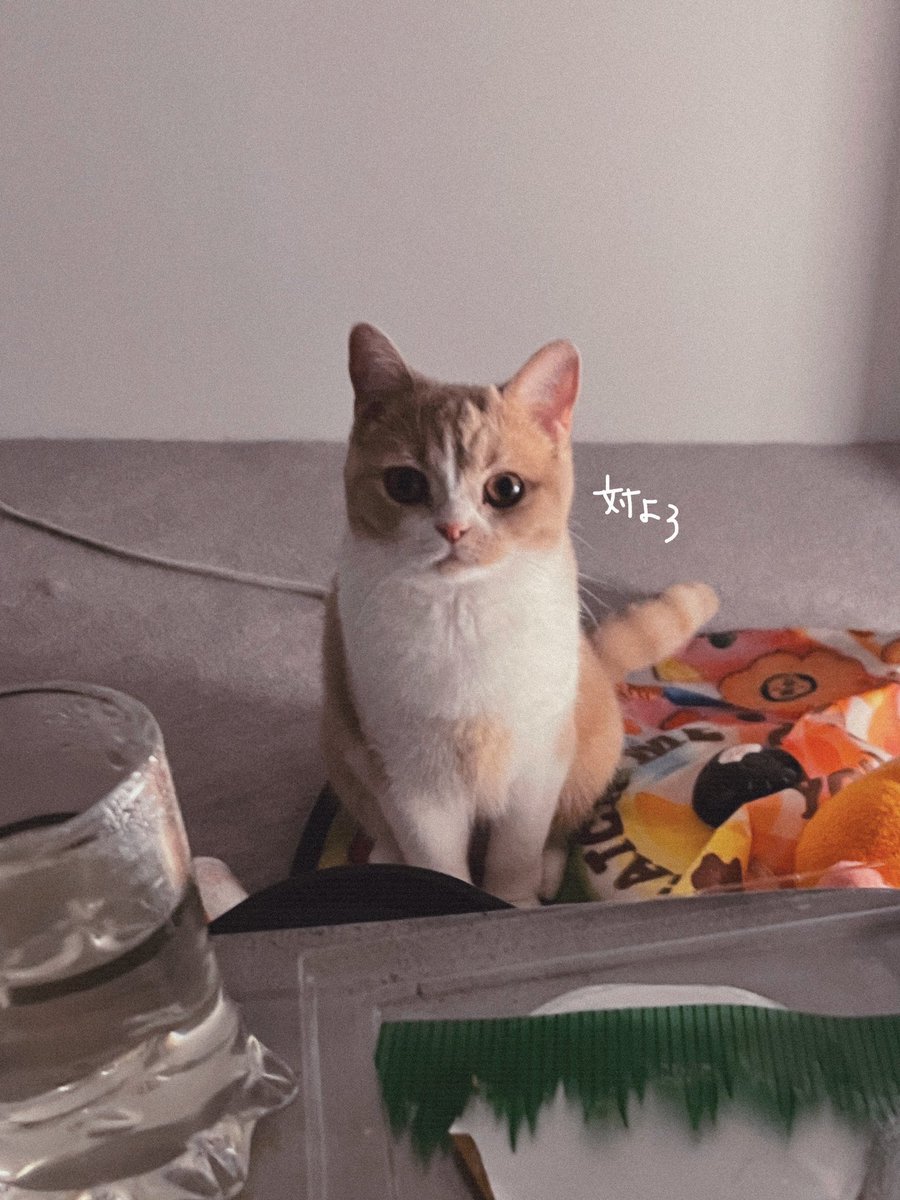 しいか tweet media