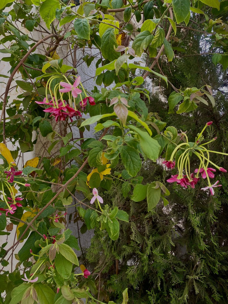 فَوح الحايلي tweet media