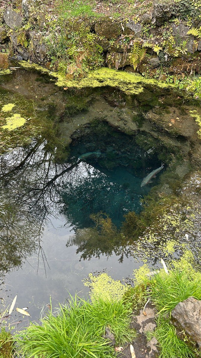 いっきん 🐷🍞 tweet media