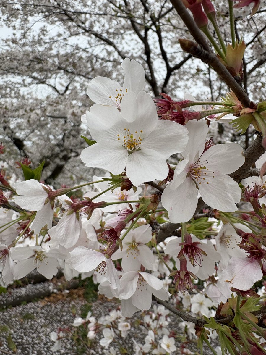 りぉニャン tweet media