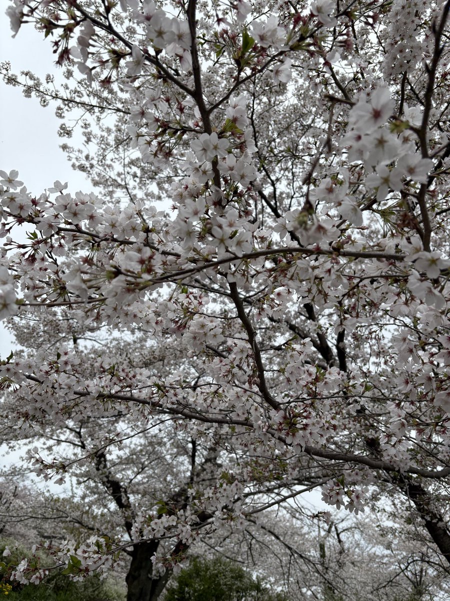 りぉニャン tweet media