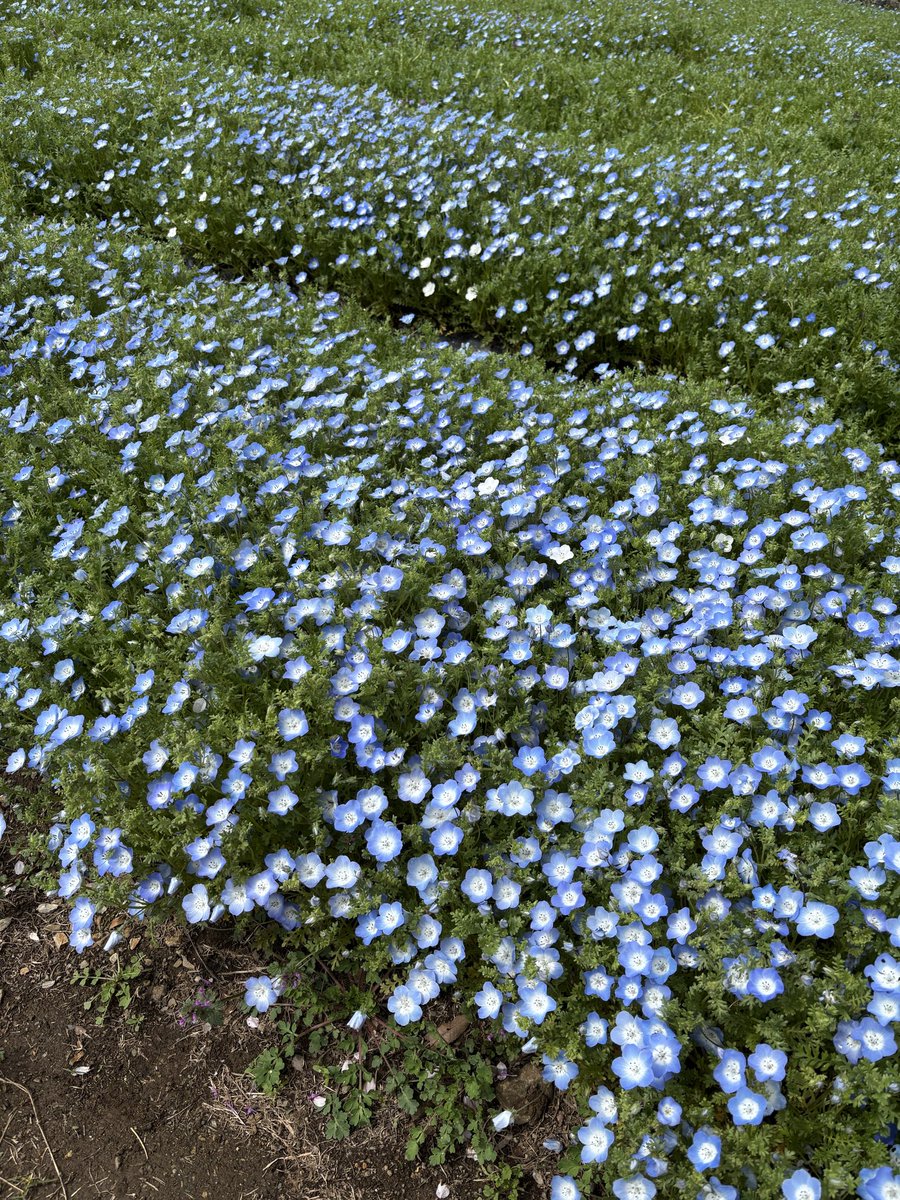 りぉニャン tweet media