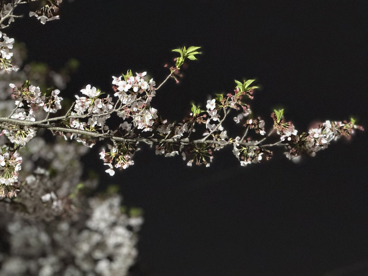 LEGAぽん tweet media