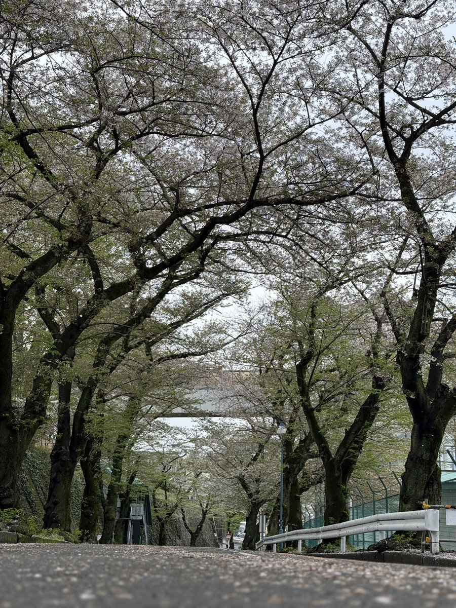 LEGAぽん tweet media