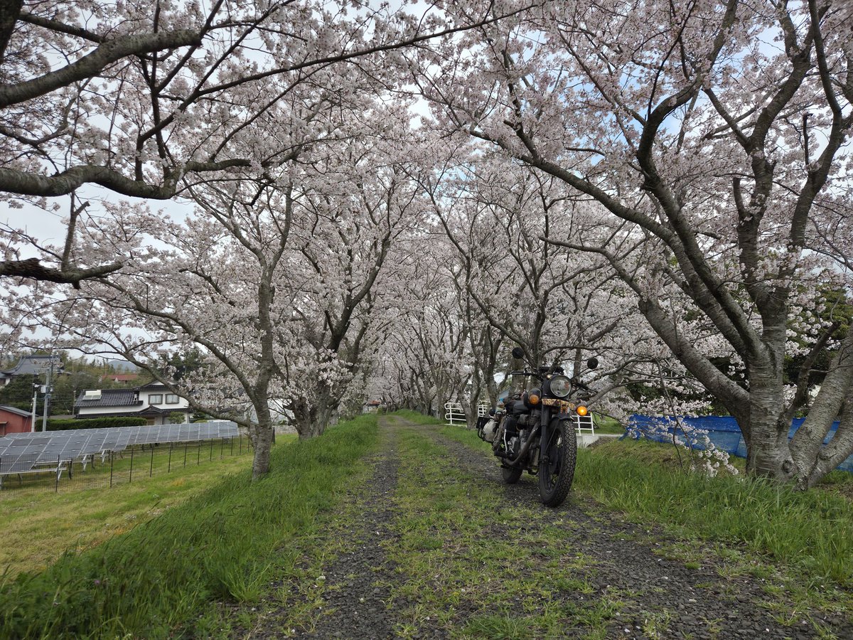 ﾌｫﾚｽﾄ tweet media