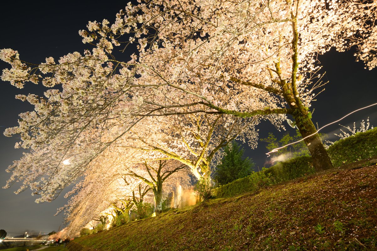 Mobius0829's tweet photo. 夜桜見物 https://t.co/Cx23GY4aiG