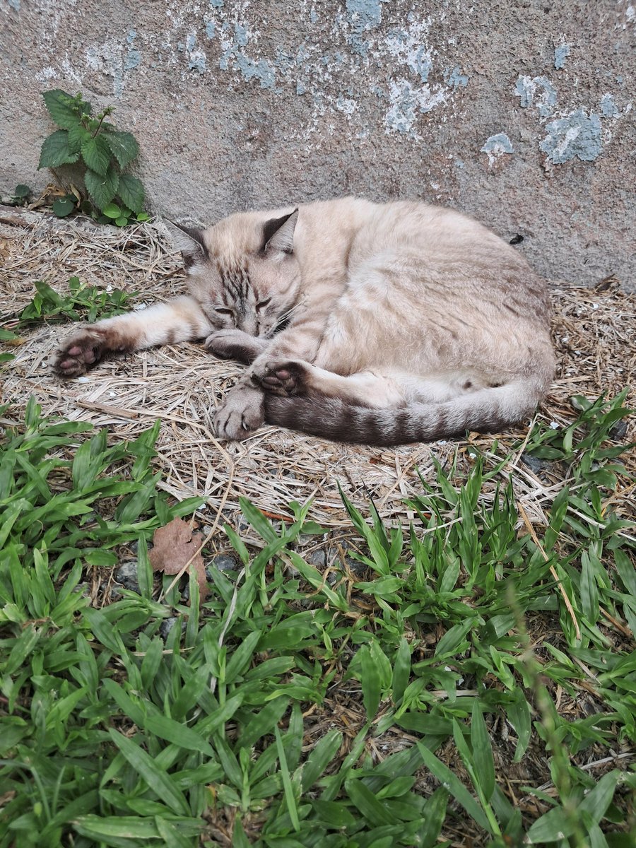 portal will toledo bagaceiras tweet media