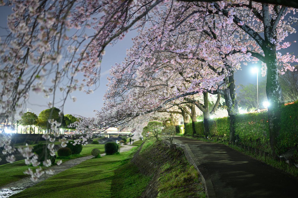 Mobius0829's tweet photo. 夜桜見物 https://t.co/Cx23GY4aiG