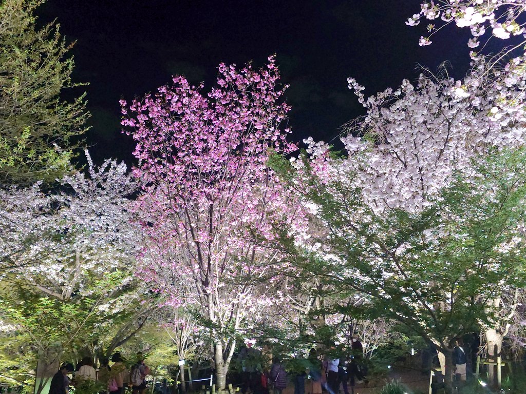 focaっ茶 (ふぉかっちゃ) tweet media