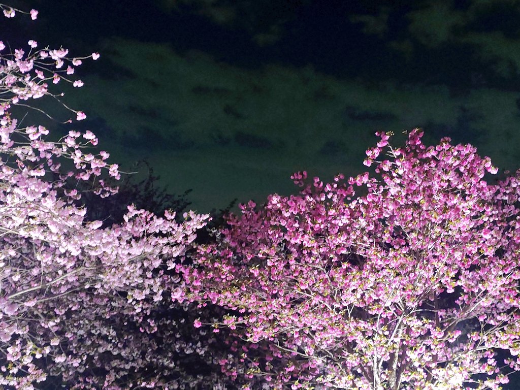 focaっ茶 (ふぉかっちゃ) tweet media