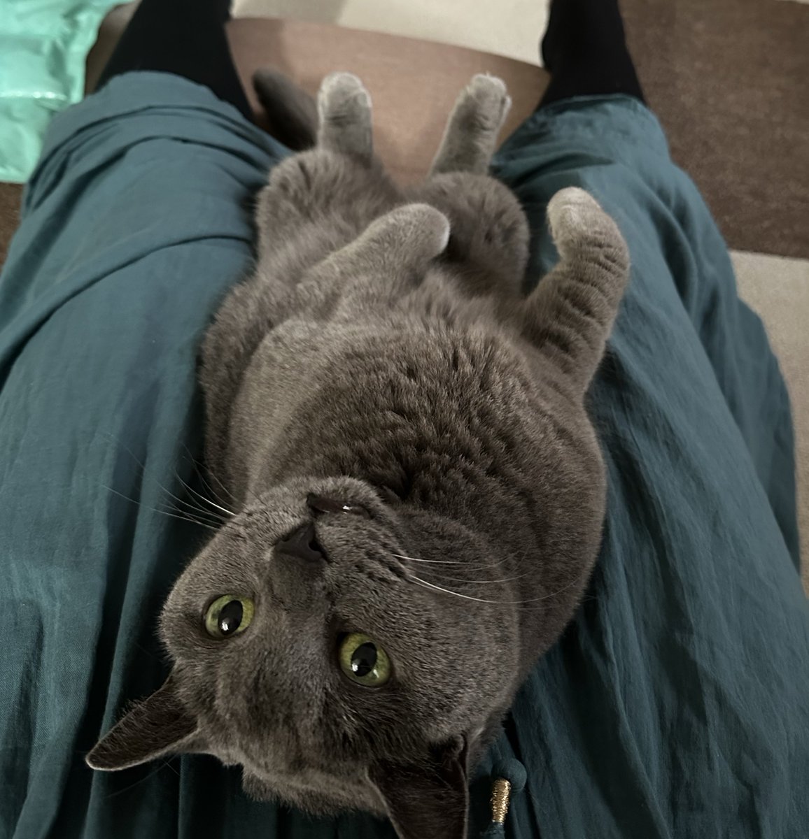 mugi3056's tweet photo. ふと見たら家のオオタチがあまりにも可愛いポーズだったから笑っちゃった
猫と一緒だわ https://t.co/BtsNSHVspn