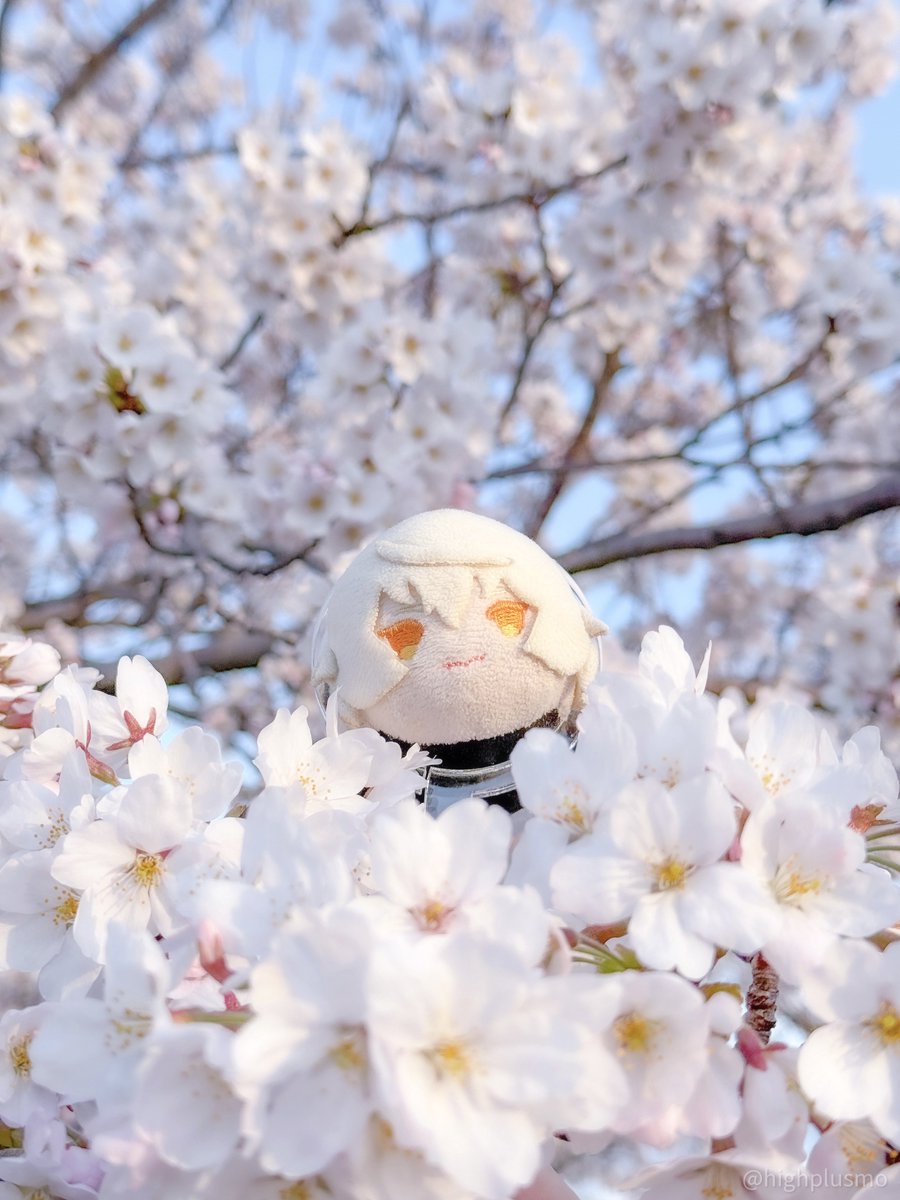 今年も桜の妖精さんに会えた☺️🌸