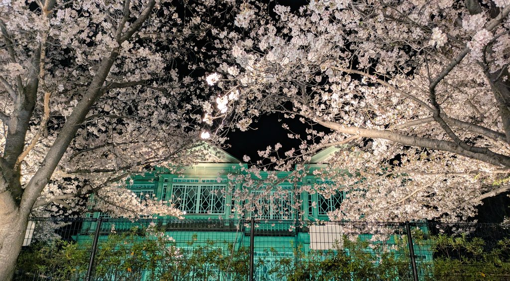 _shokich's tweet photo. 王子動物園の夜桜通り抜け https://t.co/Zag5FG8wY5
