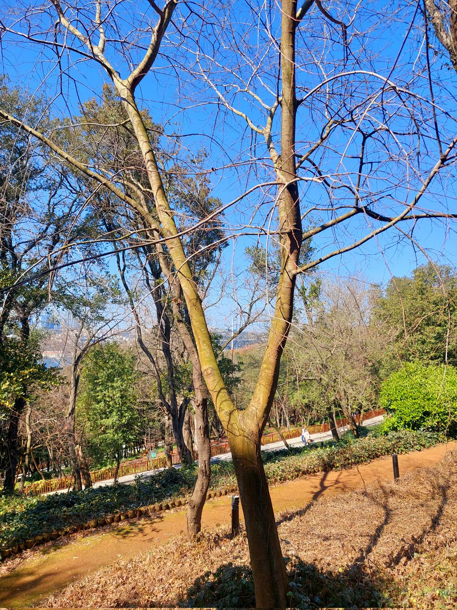 Kamil Öz tweet media