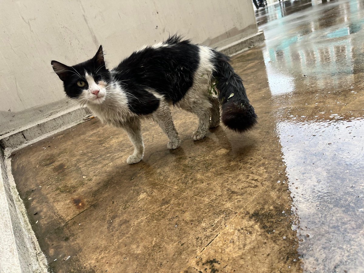 sokak hayvanlarına destek tweet media