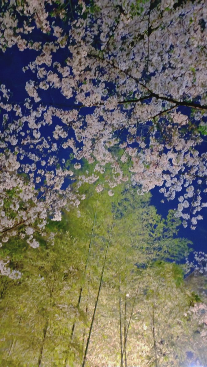 夜桜も(・∀・)ｲｲﾈ!!