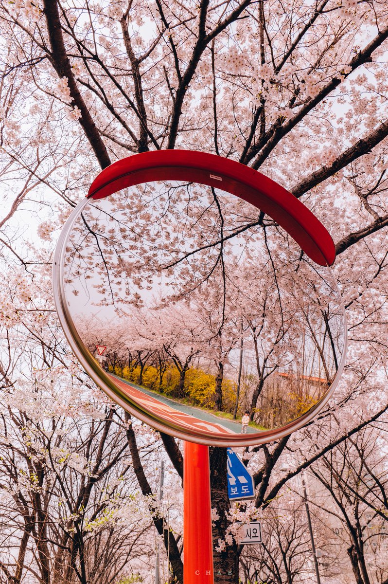 케이채 (K. CHAE) tweet media