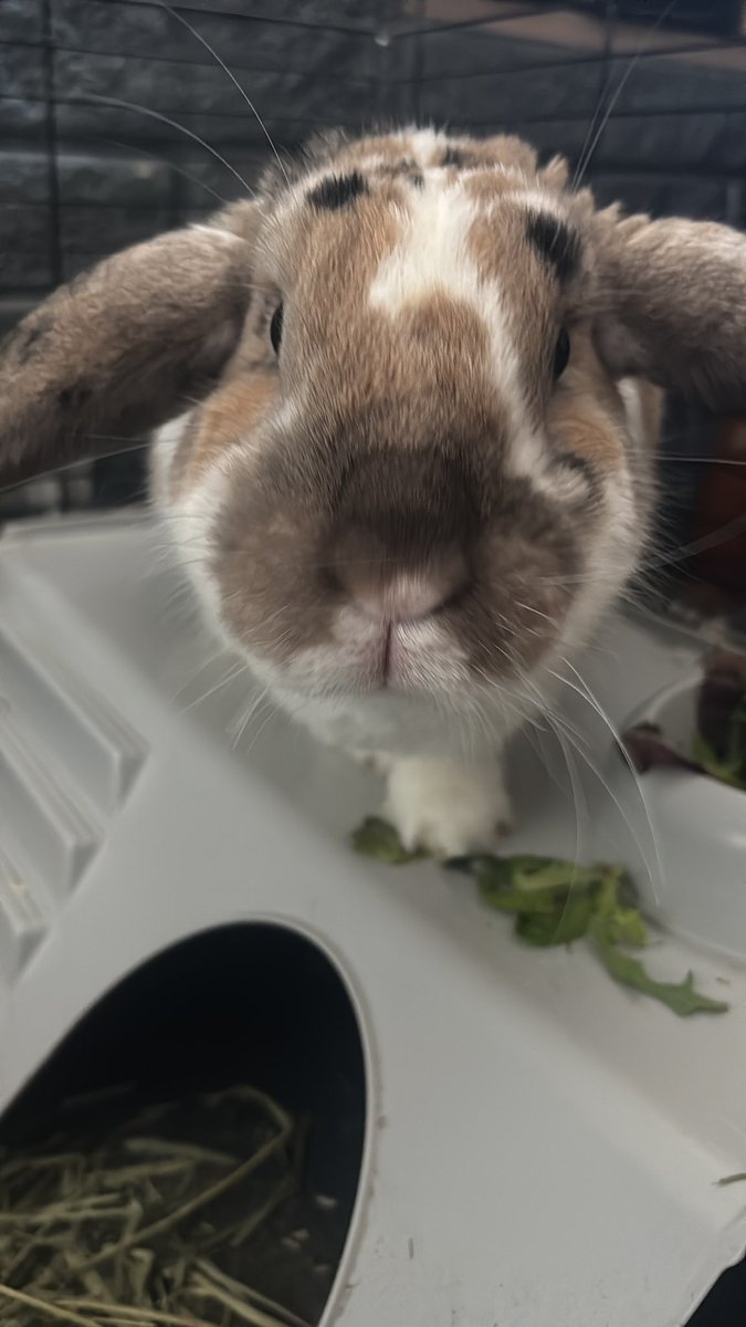 robyn 👱🏻‍♀️& paddy 🐰 tweet media