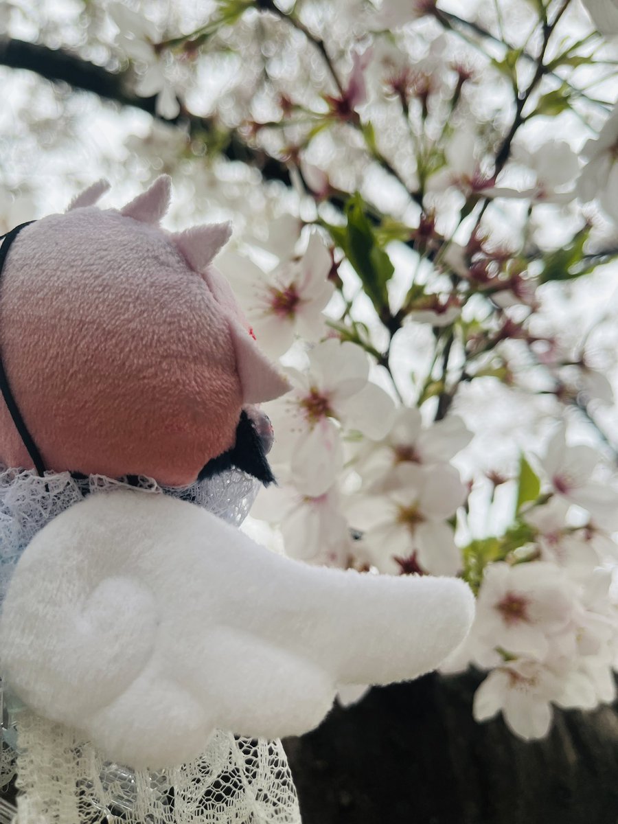 よっしー@5/9かしゅ単ソワレ tweet media