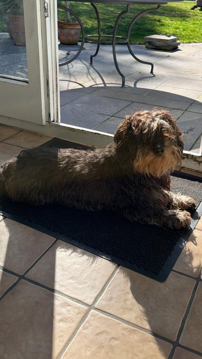anton6437's tweet photo. 13 years of joy, cuteness and companionship. You were always such a good boy.

Rest well Nelson, we'll always miss you. https://t.co/T3A8bBLPOT