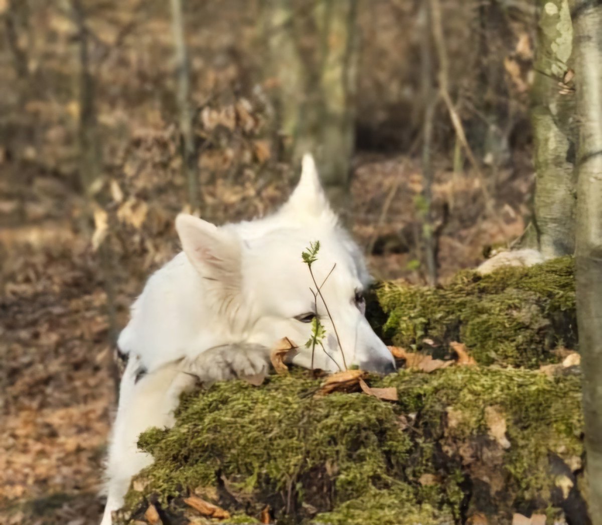 Hutschili tweet media