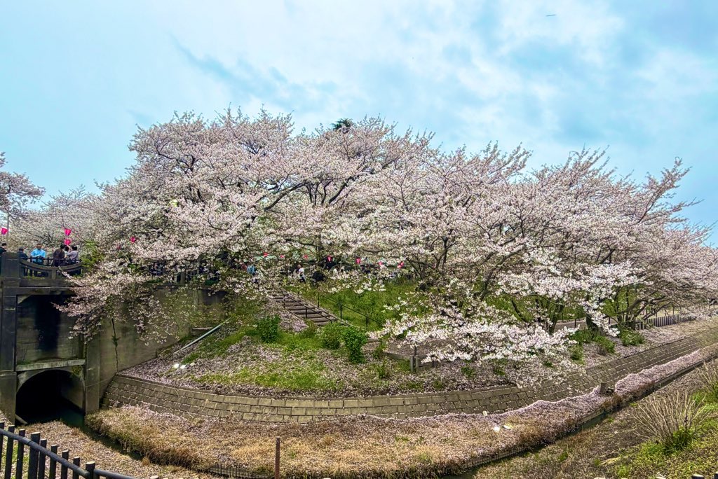 a___axax's tweet photo. 桜と菜の花を見に行ってきた！と言いつつ今年も屋台目的でした(いっぱい食べた) https://t.co/ShG3w7vwrt