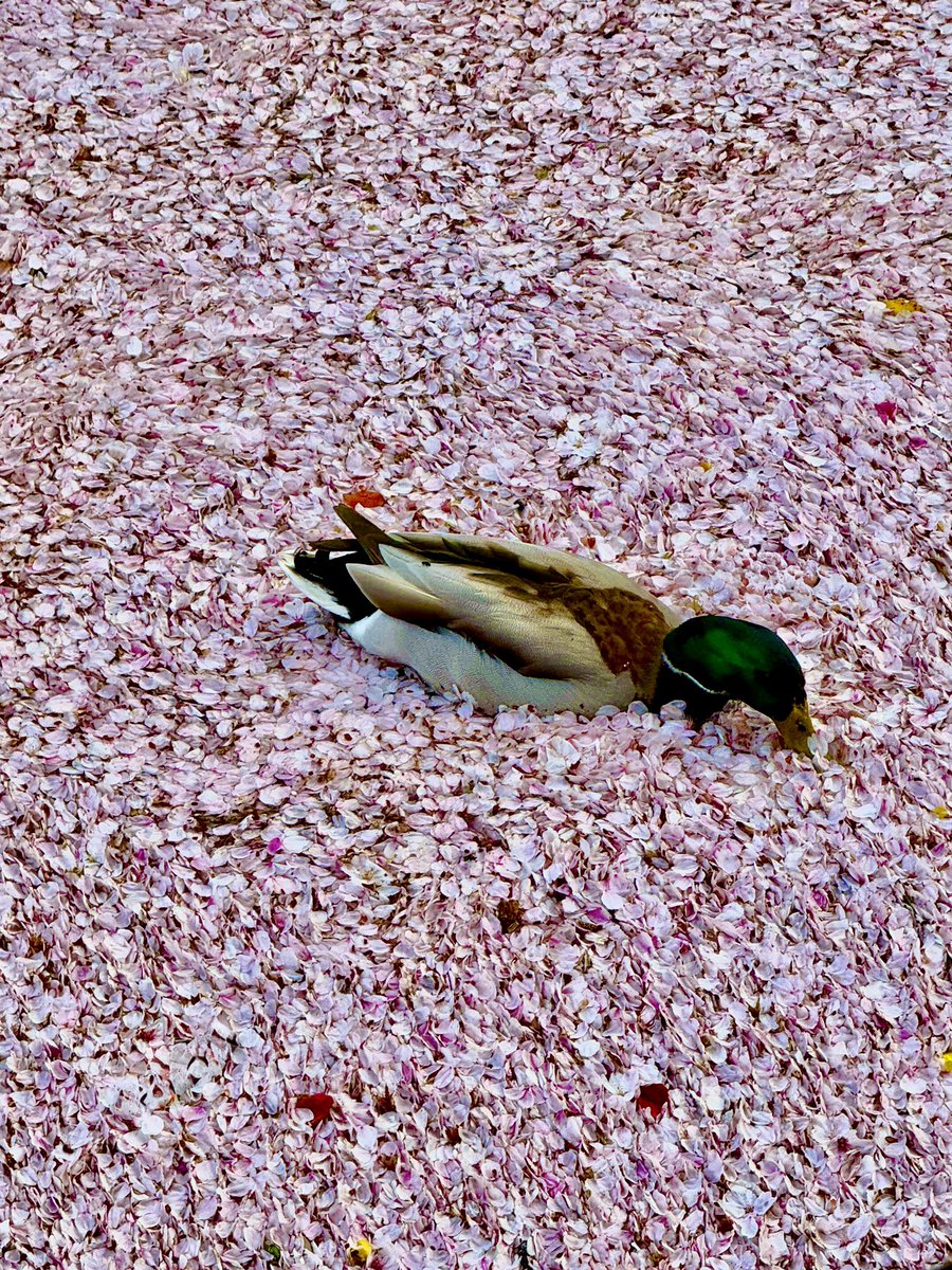 kyotowonderland tweet media