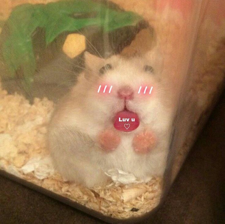 Tweets Of Hamster tweet media