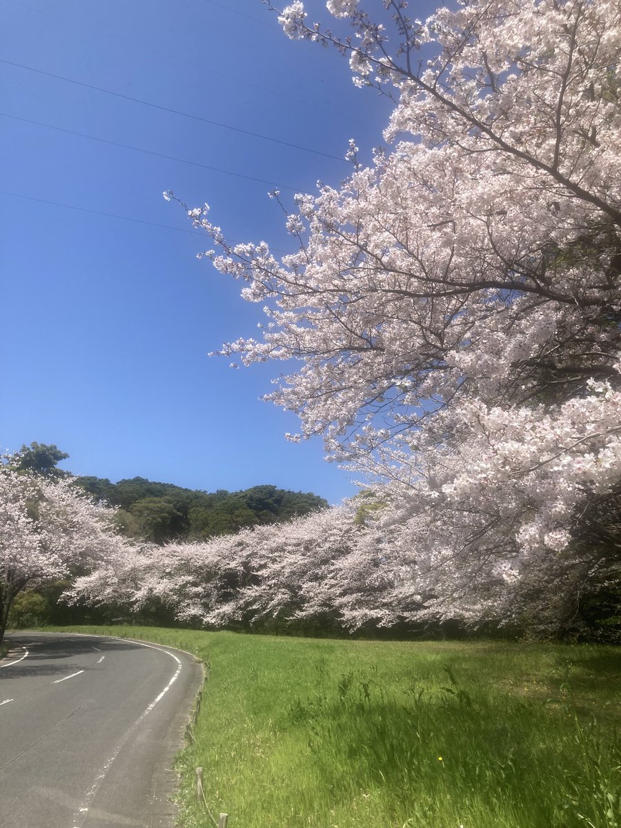 matsukaze tweet media