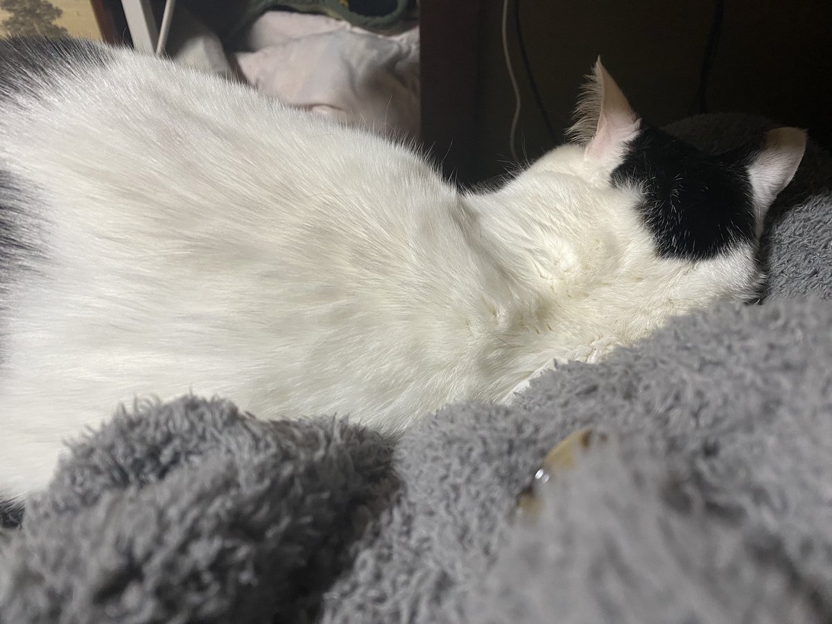 ねりお太郎( ᐛ👐)🧂🥖 tweet media